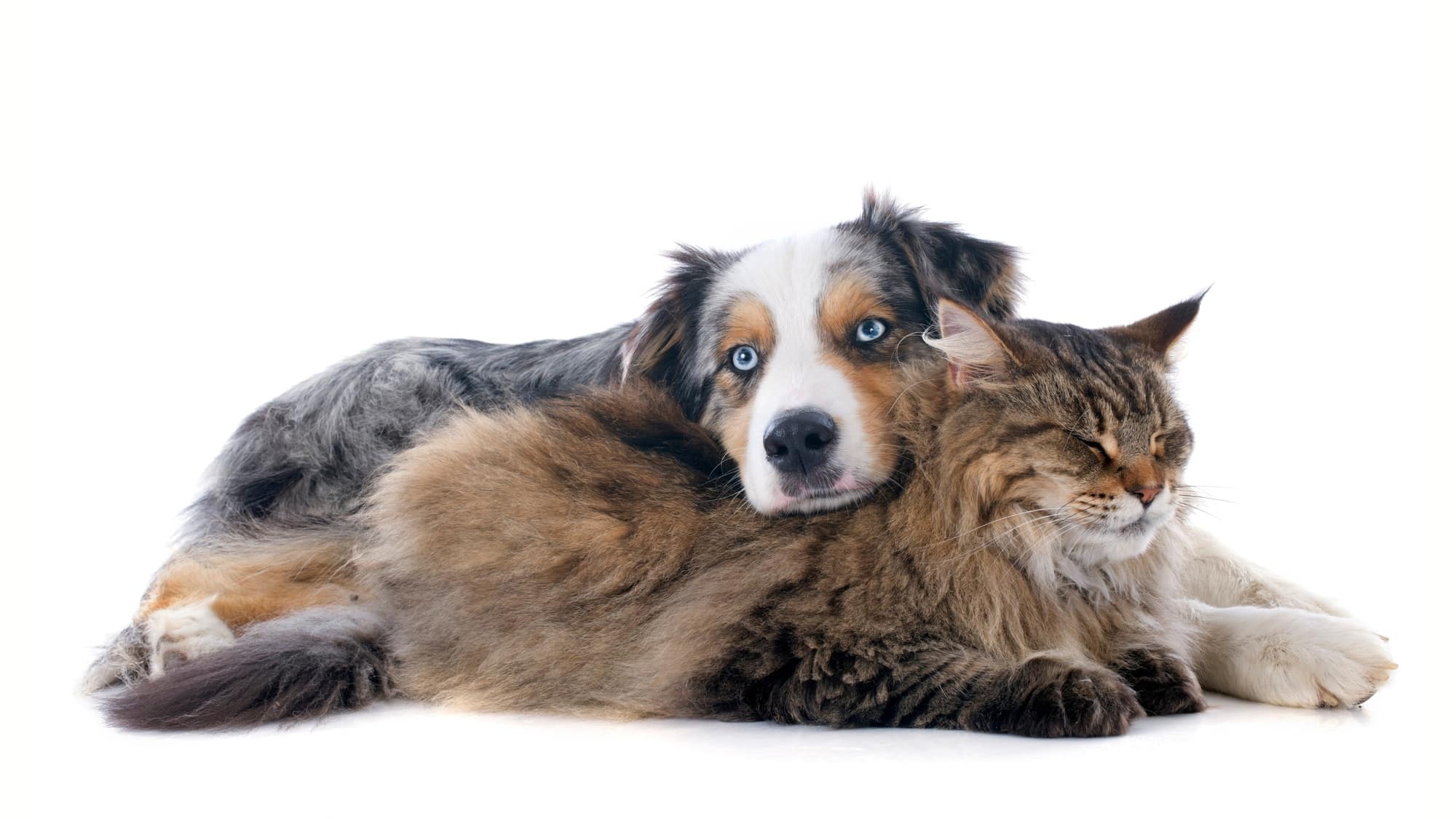 cats, dogs, pets, group, togetherness, isolate