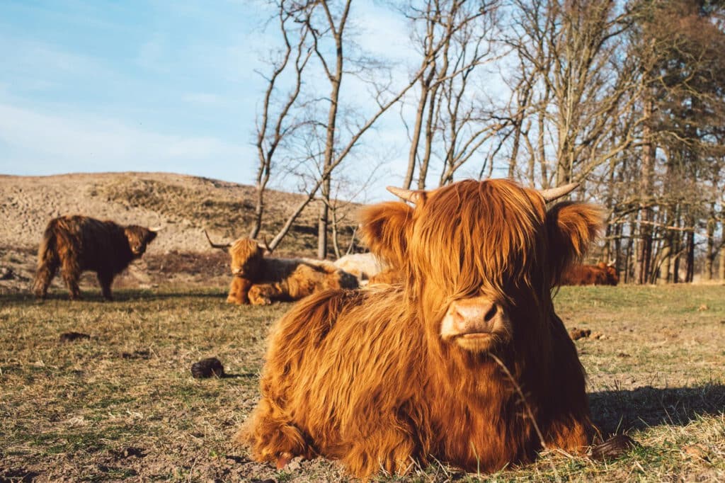 Furry cows