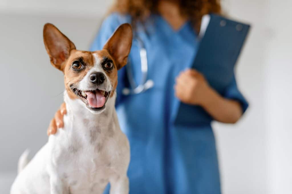 Happy dog with vet in background
