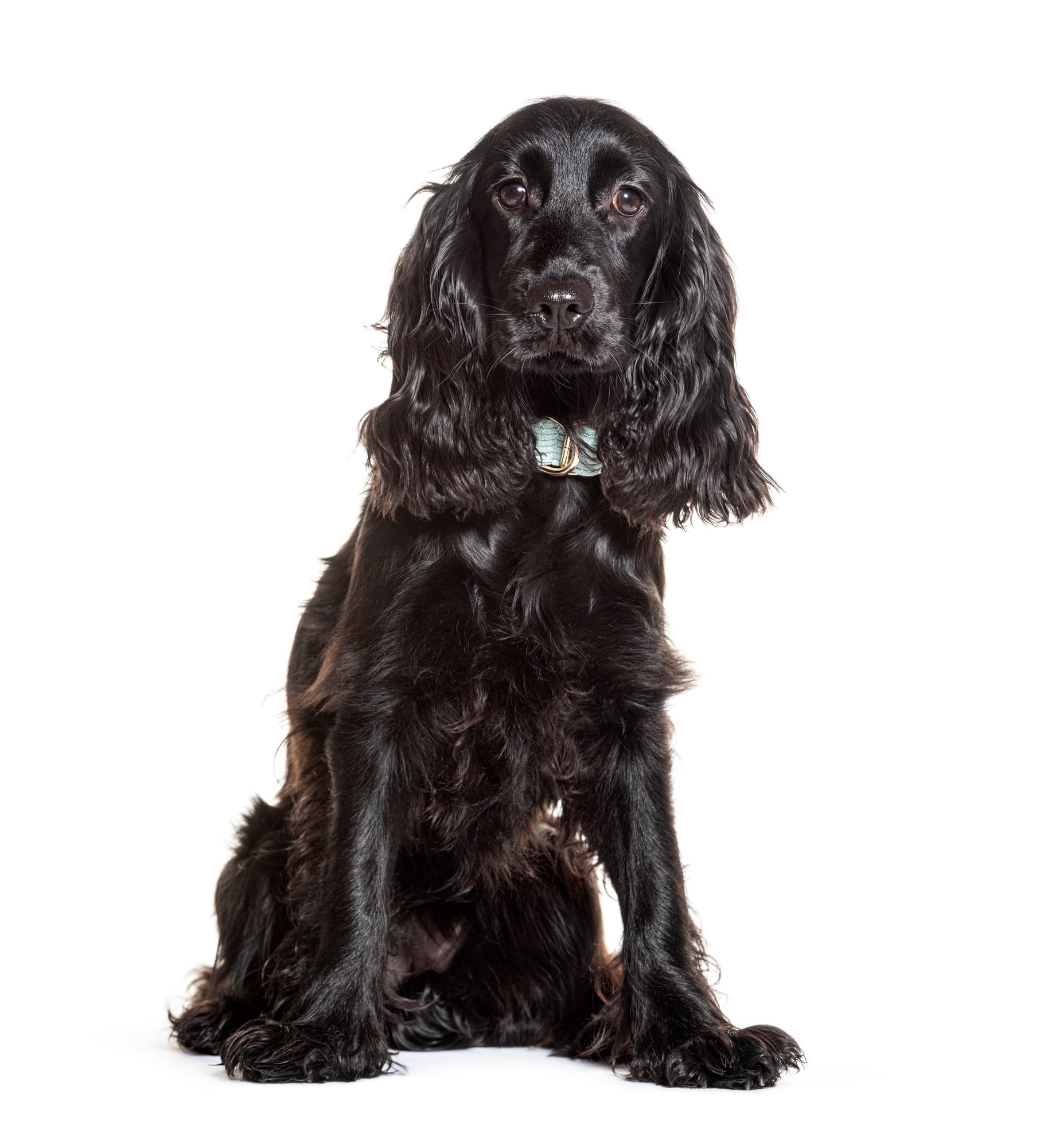 Black english cocker spaniel puppy sitting and looking forward